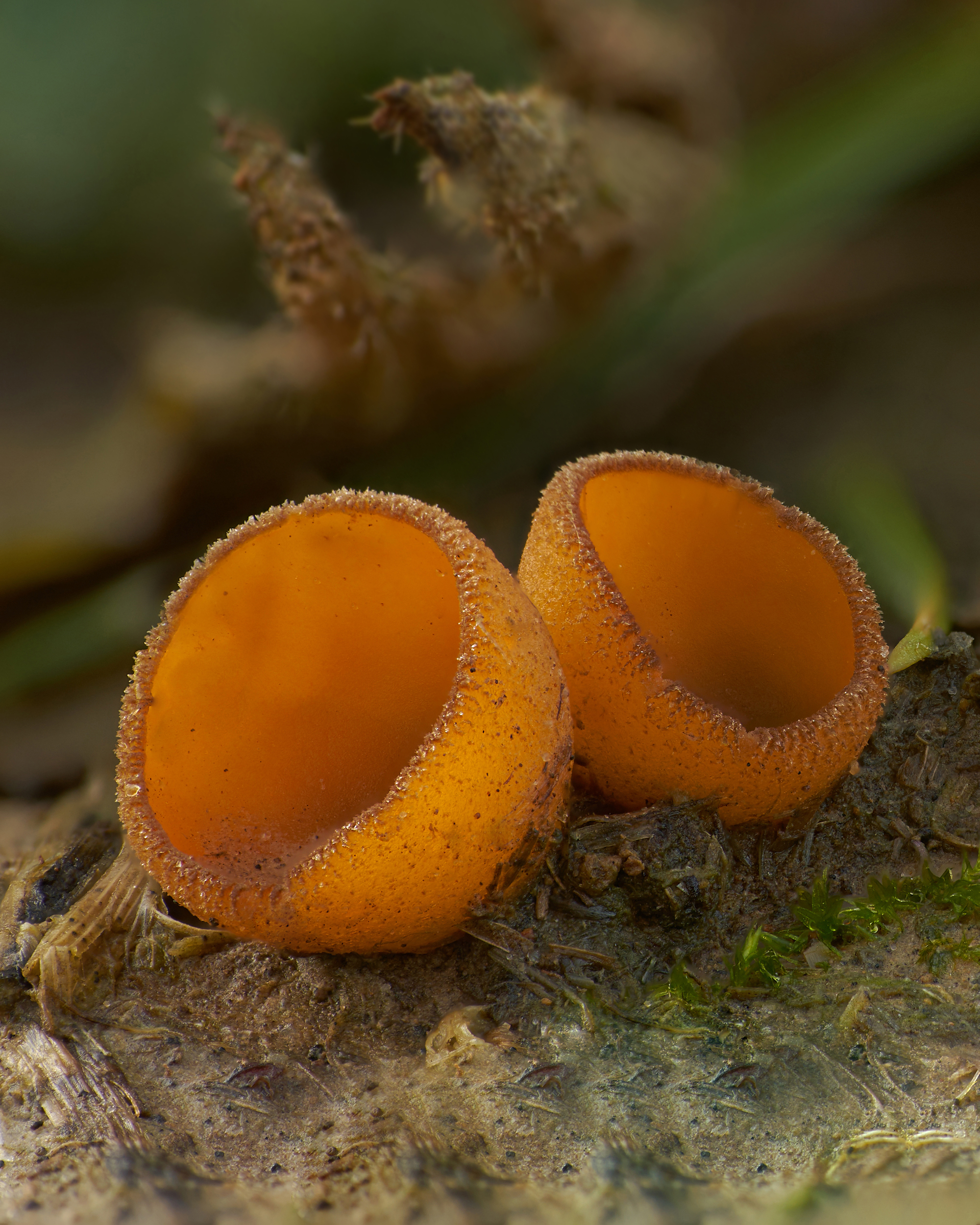 Asco - Rewilding Mycology